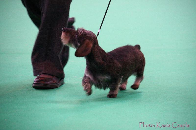 Crufts2011_2 1553.jpg